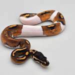 Ball Python Community