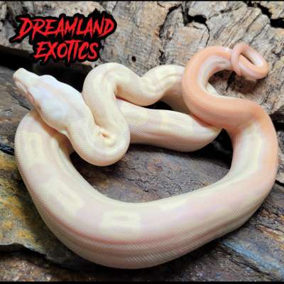 Kahl Albino Motley het Anery 1 Profile Picture