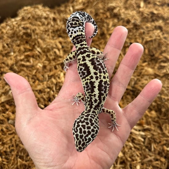 Albey Snow Extreme Bold Stripe Leopard Gecko by Small Town Xotics