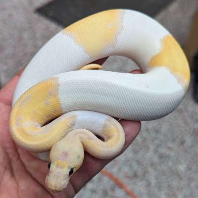 Banana Yellow Belly Leopard Clown Pied Profile Picture