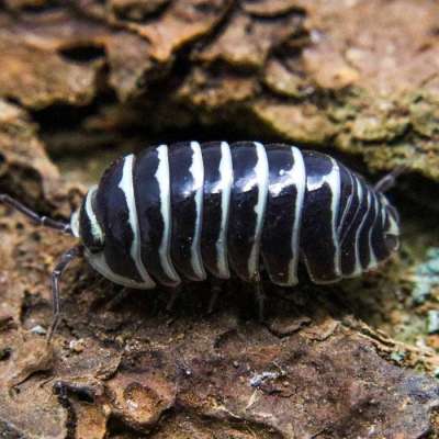 Zebra Isopods Profile Picture