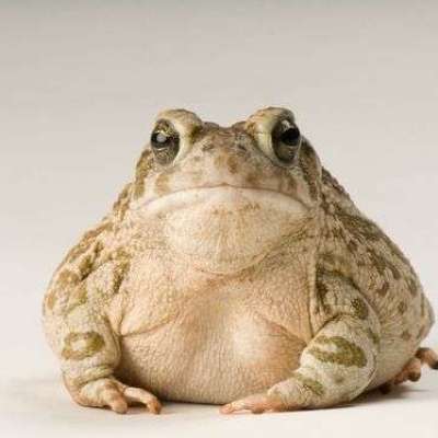 Toad Profile Picture