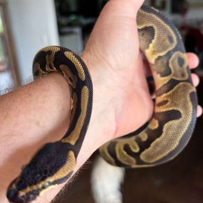 Leopard Enchi Orange Dream het Hypo Profile Picture