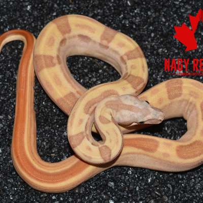 Hypo Motley 66% het Sterling Profile Picture