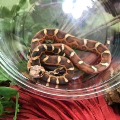 Scaleless Het Amel Anery Profile Picture