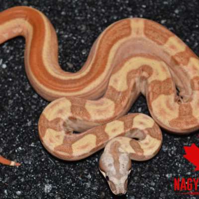 Hypo Motley 66% het Sterling Profile Picture