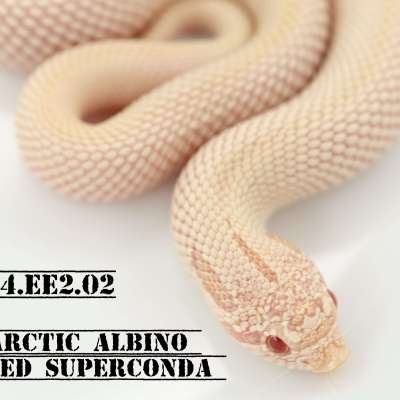 Arctic Albino Frost Superconda Profile Picture