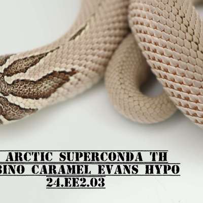 Arctic Superconda TH Albino Frost Profile Picture