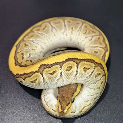 Pinstripe Mojave het Clown Profile Picture