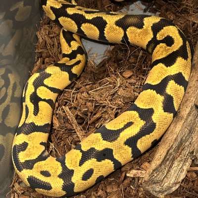 Enchi yellow Belly het Clown Profile Picture