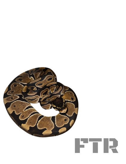 Het Puzzle Ball Python Canada Only ! by FullTilt Reptiles